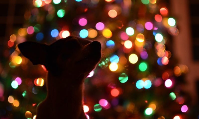 More than £750m spent on pets this Christmas