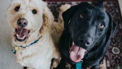 Eukanuba launches new online store locator