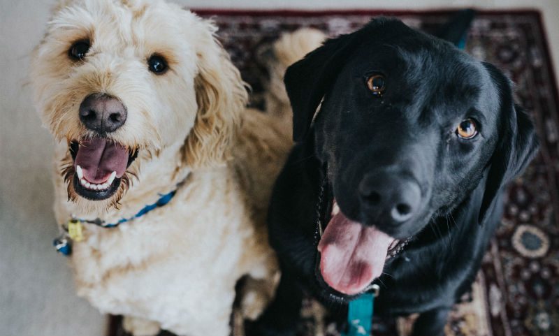 Eukanuba launches new online store locator