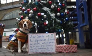 Battersea’s homeless hounds send Santa their Christmas lists