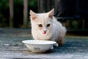 Disney and the Royal family influence 2017’s top pet names