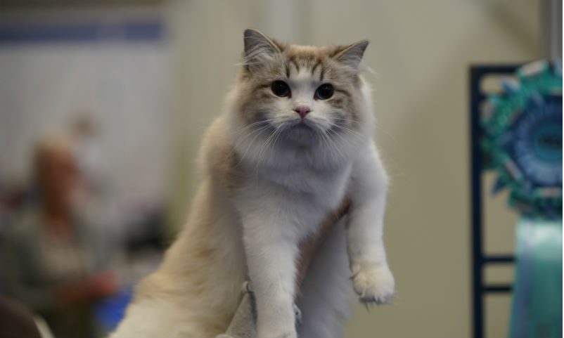 The LondonCats International Show gears up for the weekend