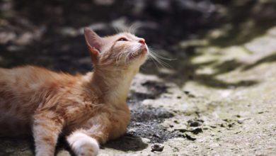 International Cat Care turns 60