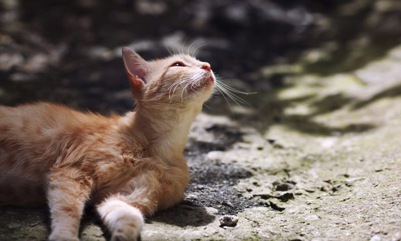 International Cat Care turns 60