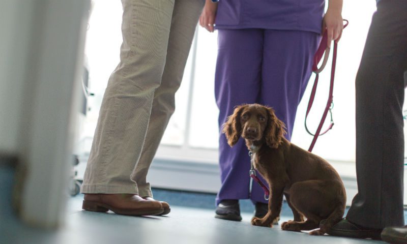 New illegal puppy trade guidelines launched