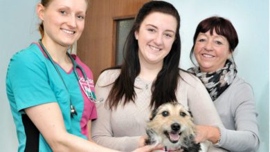 Dog saved after having teeth glued together by leaflet