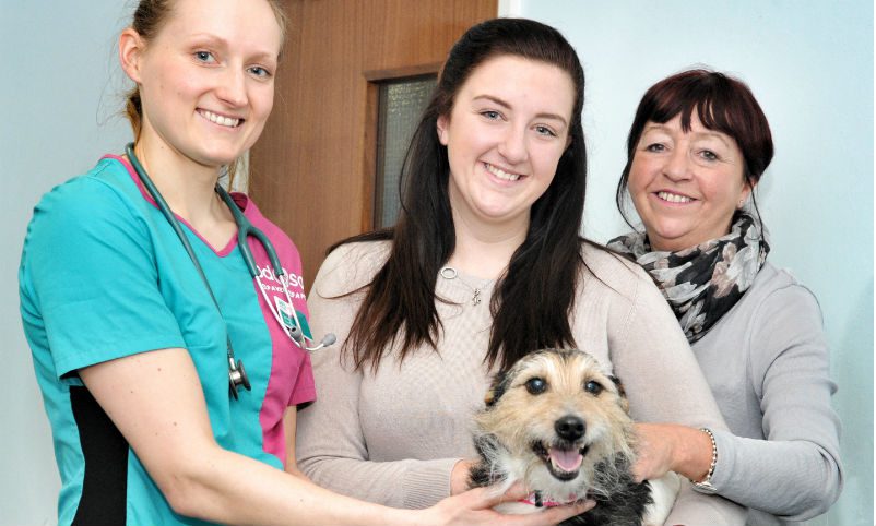 Dog saved after having teeth glued together by leaflet