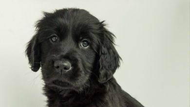 Support Pets: Guide Dogs