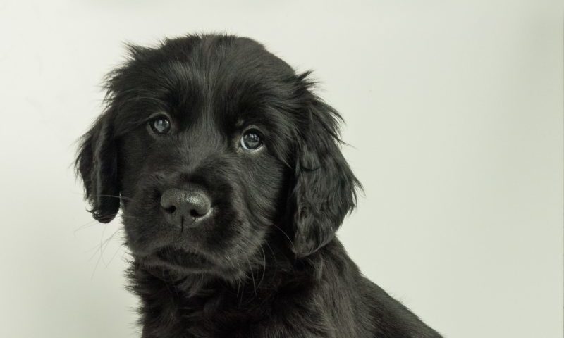 Support Pets: Guide Dogs