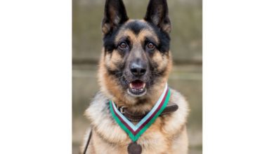 WWII dog gets posthumous award
