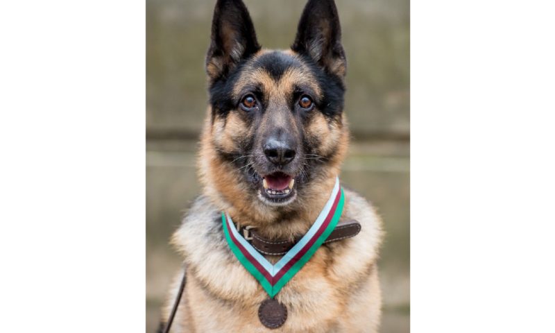 WWII dog gets posthumous award