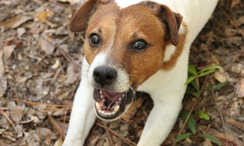 England is ‘lagging’ behind in animal welfare, claims charity