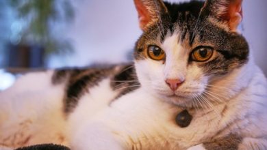 Comparison site adds pet insurance to its offering