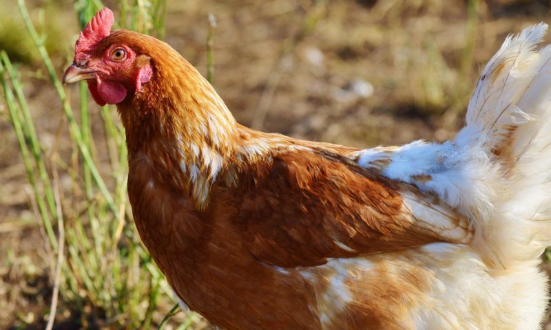 Bird flu prevention zone extended across the whole of England