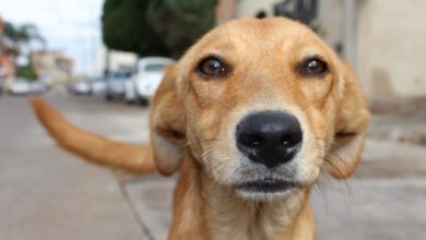 Animal abuse and domestic violence studied at new centre