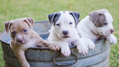 Vets commend legislation to stop unscrupulous breeders