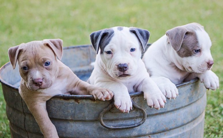 Vets commend legislation to stop unscrupulous breeders