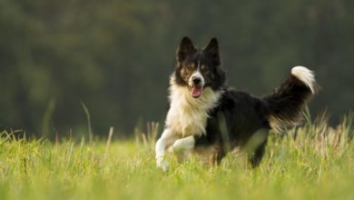 Health products take the lead in the pet market