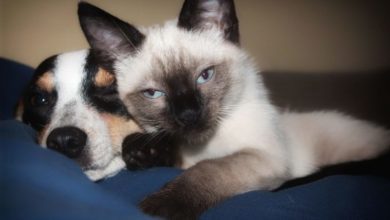 Pet Translator