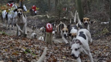 Celia Hammond Animal Trust