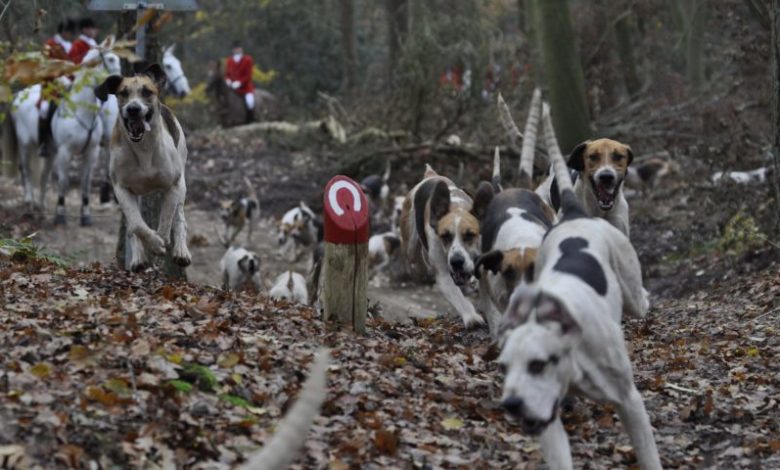 Celia Hammond Animal Trust