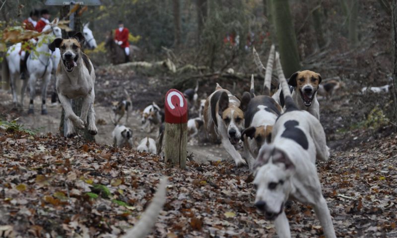 Celia Hammond Animal Trust