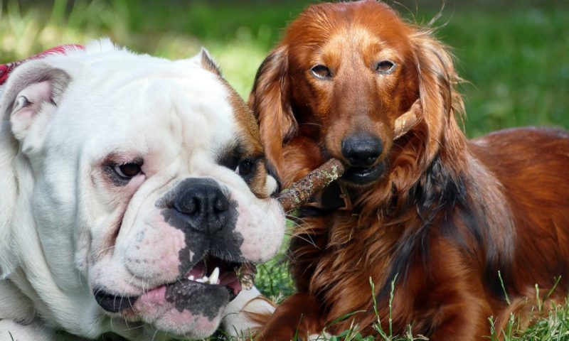 Why do dogs eat poop