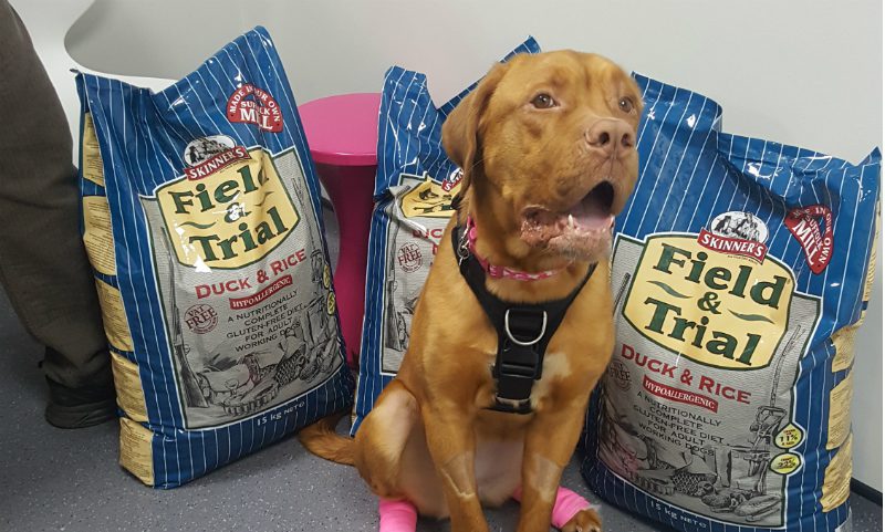 Skinner’s donate pet food to abandoned Bordeaux Cross