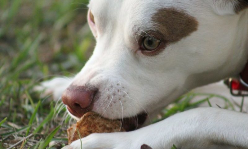 PFMA responds to raw food study