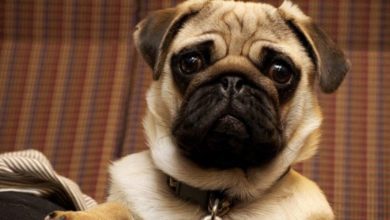 #Puglife is prompting public to choose unhealthy breeds, say vets