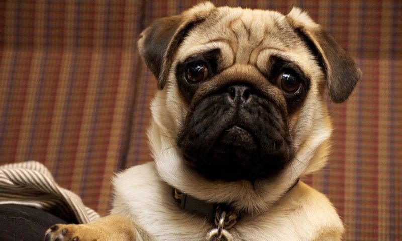 #Puglife is prompting public to choose unhealthy breeds, say vets