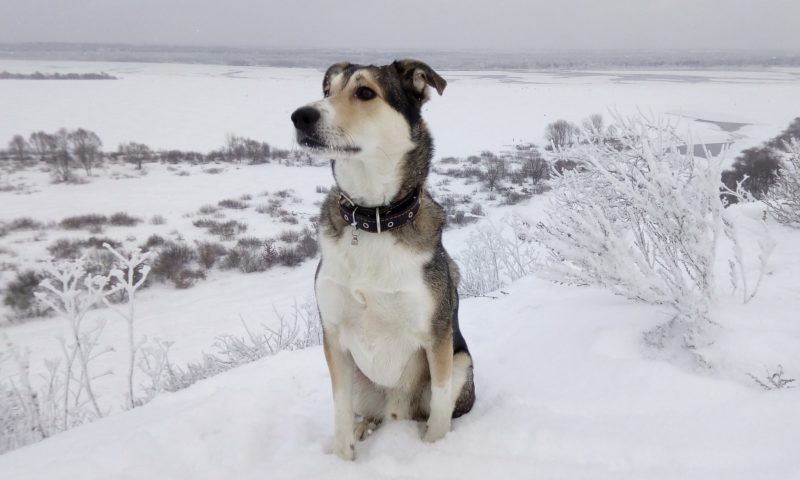 Over half of owners walk their dogs less in winter