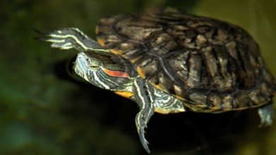 ‘Don’t flush Terrapins’, Sea Life warns