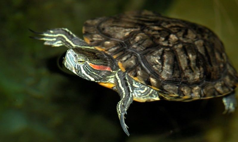 ‘Don’t flush Terrapins’, Sea Life warns