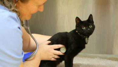 Vet group awarded Gold Level status