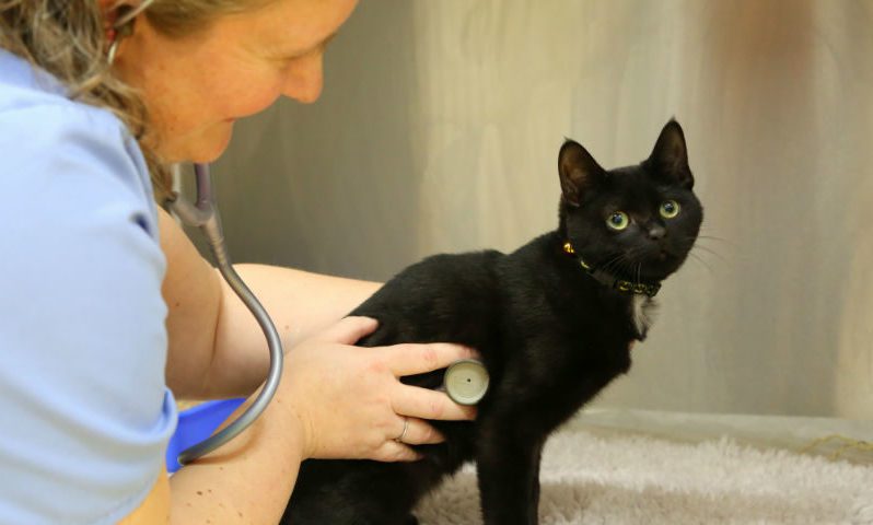 Vet group awarded Gold Level status