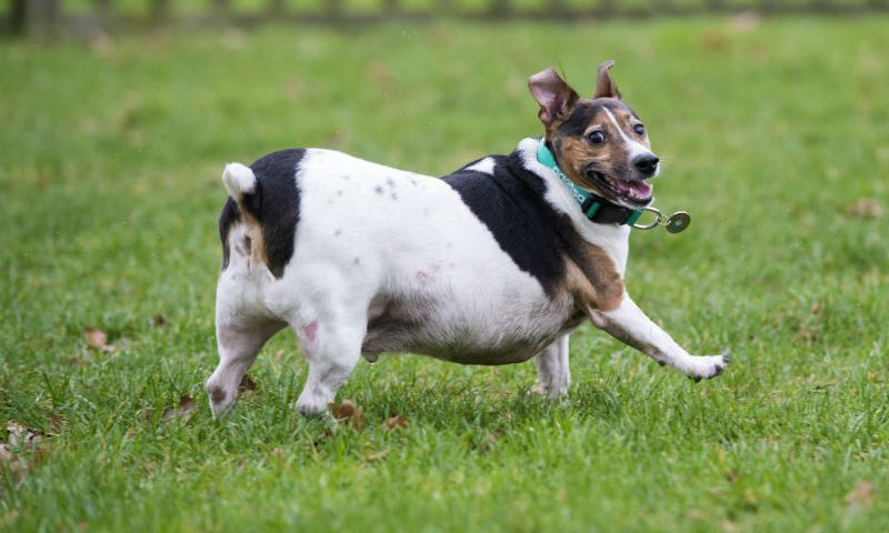 Pet obesity crisis targeted by PDSA Pet FitClub