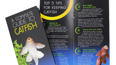 ‘Catfish need more than algae’, claims new campaign