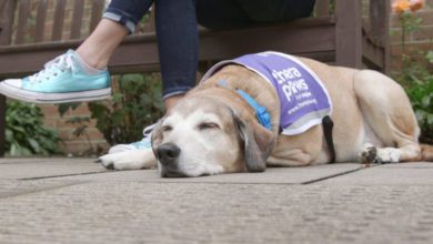 Support Pets: TheraPaws