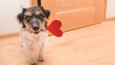 Brits spend £210m on pets this Valentine’s Day