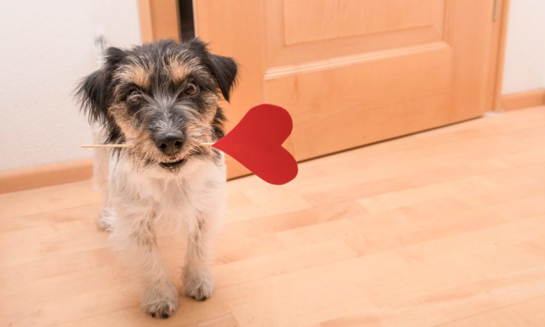 Brits spend £210m on pets this Valentine’s Day