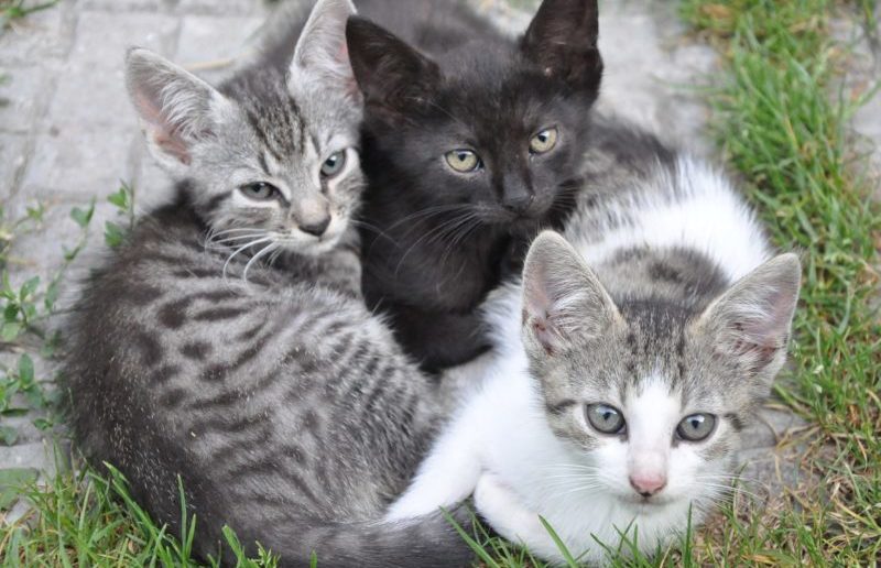 Millions of un-neutered pets risk fuelling pregnancy crisis