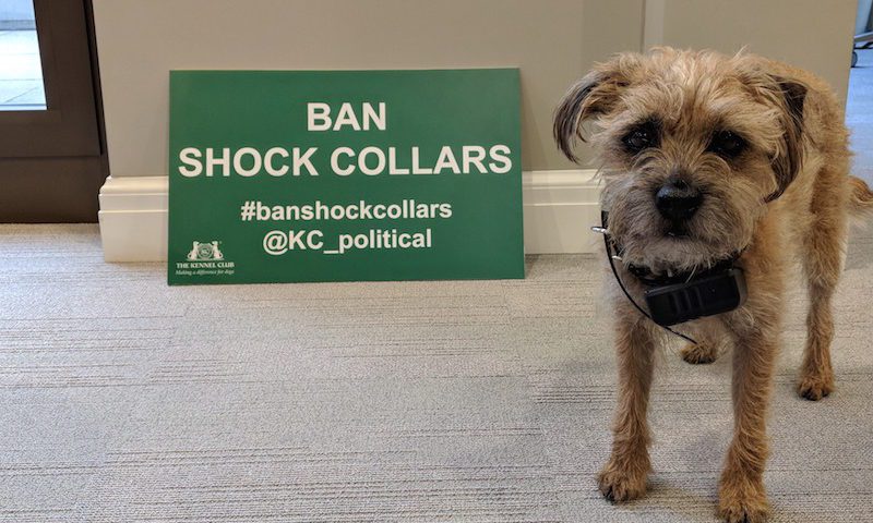 Shock collar ban could be announced in England