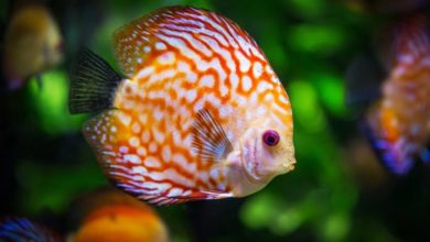 School of fish: Educational sessions and how to use them