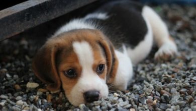 Charity welcomes new crackdown on puppy trade