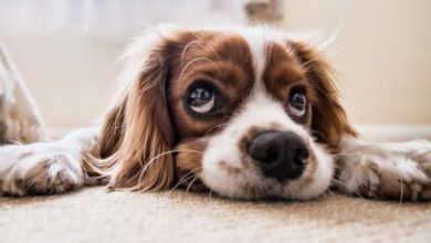 Labour introduces new animal welfare draft policy