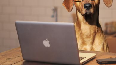 UK Bring Your Dog to Work Day to take place on Friday