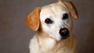 Pet businesses urged to become ‘pet care aware’