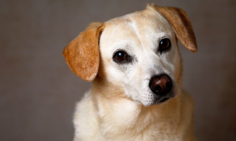 Pet businesses urged to become ‘pet care aware’