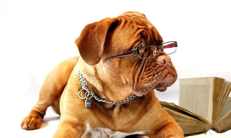 Date set for Bring Your Dog to Work Day